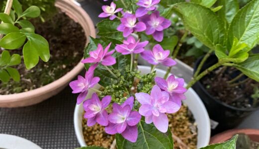 紫陽花