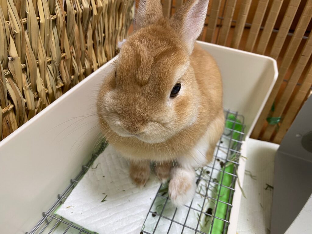 うさぎの換毛期 日々のブログ