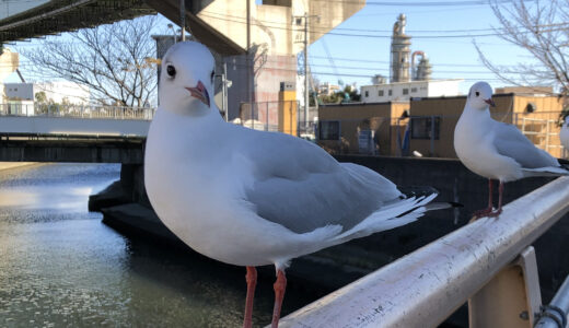 かもめさん